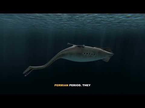 Complete Guide to Trilobites: Ancient Marine Arthropods Explained