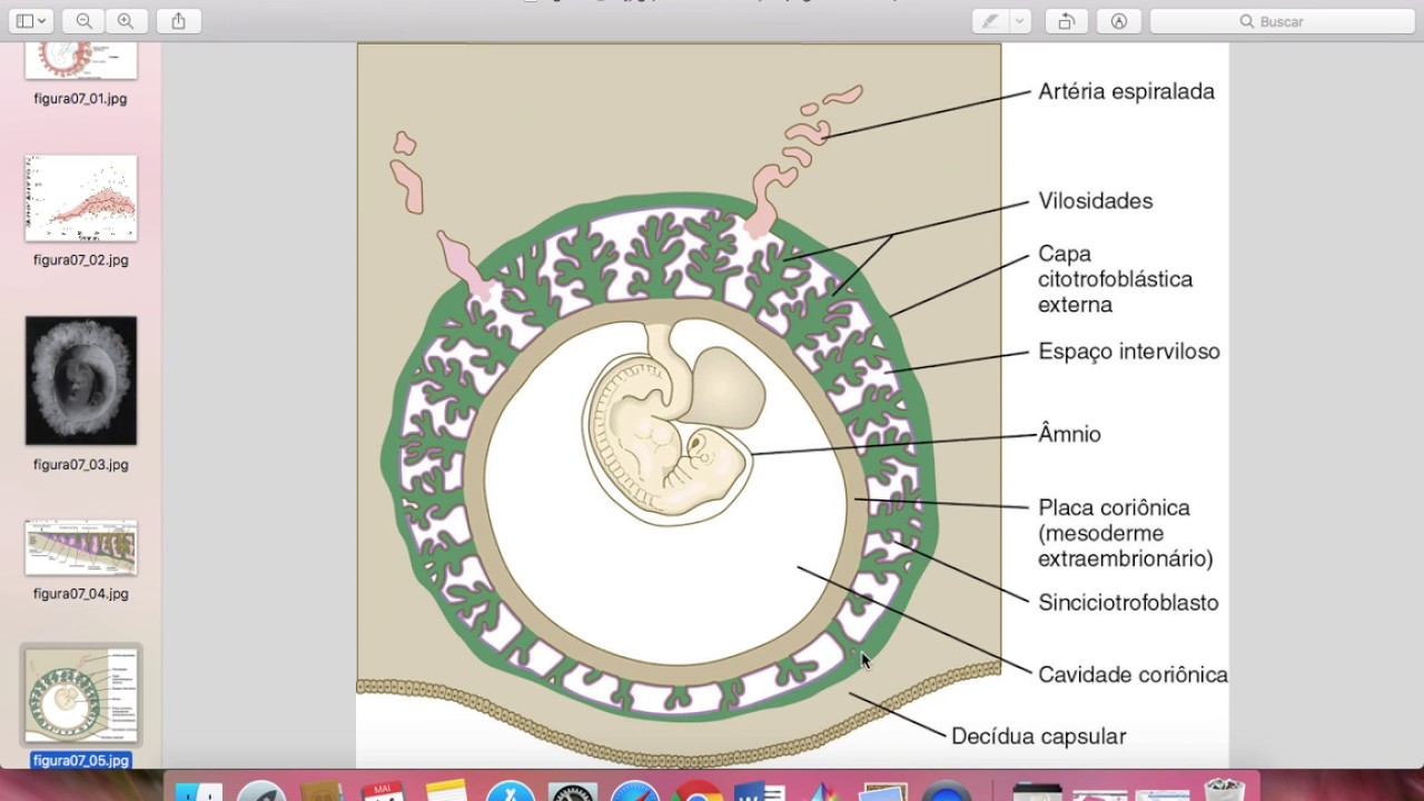 Embriologia - Placenta e membranas extraembrionarias