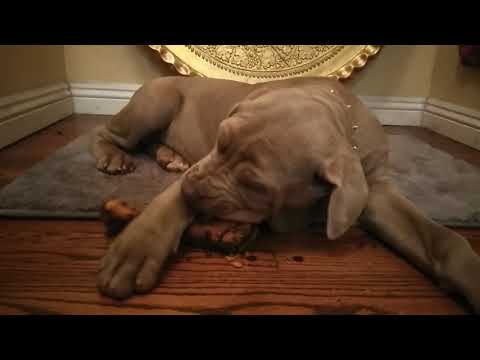 Italian Mastiff - ASMR