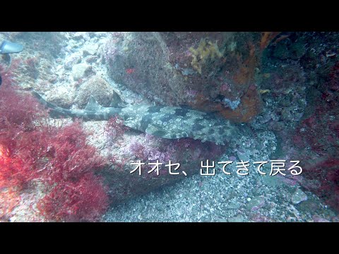 Oose sai e retorna Tateyama Nishikawana 202310g [4K]