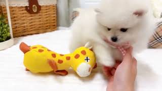 ポメラニアンの動画02