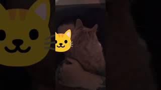 もう恋人だよね。オス同士だけど笑😆 #猫 #可愛い猫