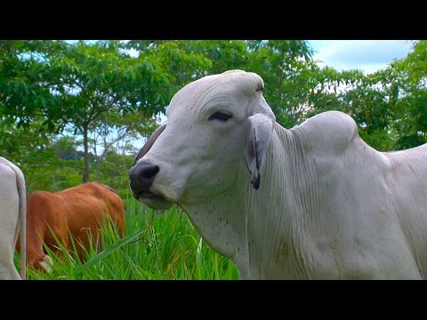 Silvopasture - TvAgro por Juan Gonzalo Angel