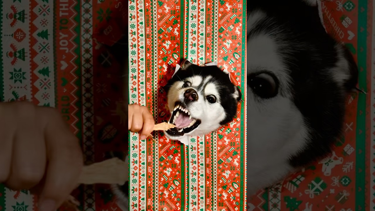 海外でバズってたクリスマス写真を撮りたかった😂#シベリアンハスキー #赤ちゃんと犬 #siberianhusky