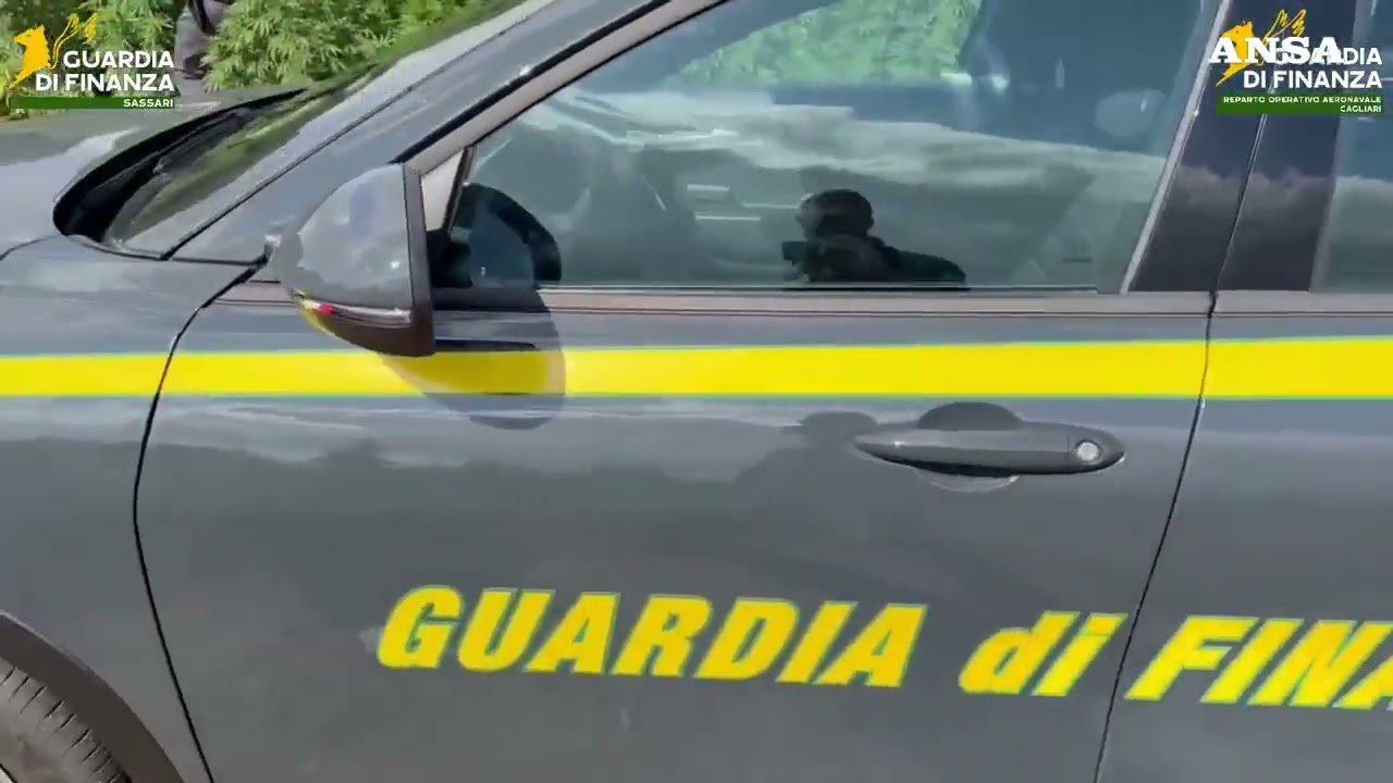 Piantagione con 4.600 alberi di marijuana scoperta nel Sassarese