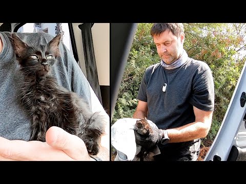 Little fluffy hero! The story of a kitten named Blackie
