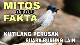Download lagu Suara Burung Kutilang Merusak? Mitos atau Fakta yang Harus Kamu Tahu! mp3