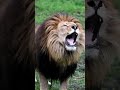 शेर की दहाड Sher Ki Dahad Lion Sounds ️ Sher Ki Awazll Shorts Wildanimals Lion