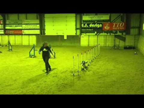 151205 Agility Friends Jumping Twilight