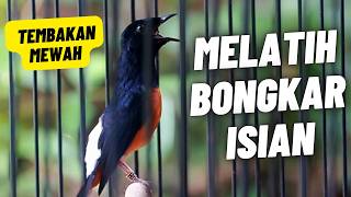 Download lagu MURAI BATU GACOR FULL ISIAN TEMBAKAN MEWAH AMPUH MELATIH MURAI BATU EMOSI BONGKAR ISIAN mp3 Download lagu MURAI BATU GACOR FULL ISIAN TEMBAKAN MEWAH AMPUH MELATIH MURAI BATU EMOSI BONGKAR ISIAN mp3