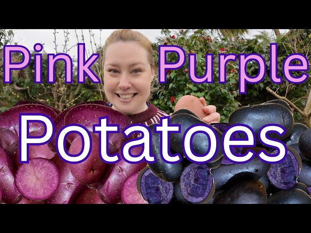 Judge.me YouTube video placeholder