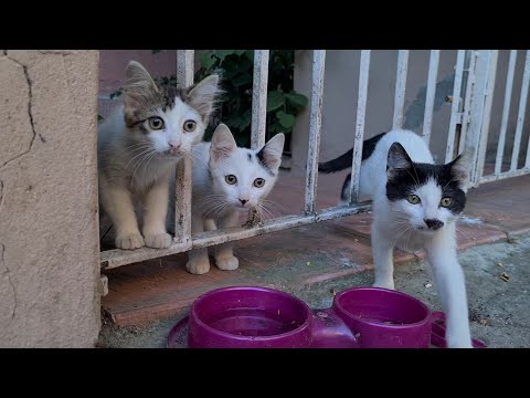 It's impossible not to admire these sweet kittens.