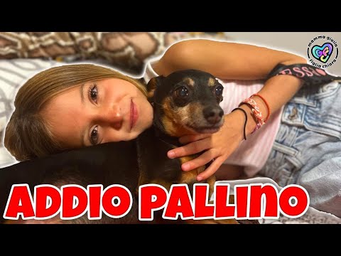 PALLINO È MORTO ! FIGLIACHIARA E FIGLIODIEGO PIANGONO TANTISSIMO !