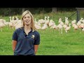 What Makes Flamingos Pink
