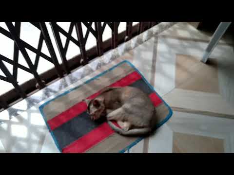 My House Cat 🏡🐱