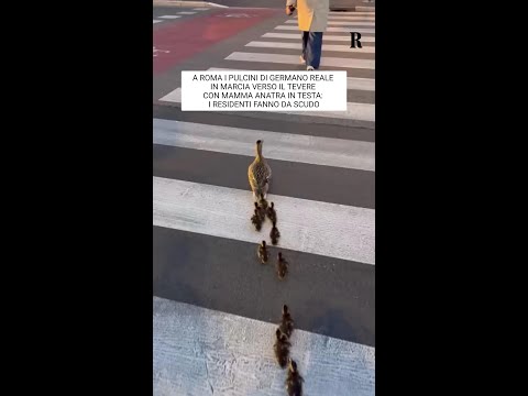 Roma, mamma anatra e i pulcini 'scortati' dai residenti verso il Tevere