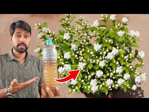 Use this Fertilizer on Mogra Plant | Banana peel Fertilizer & Bio Enzyme