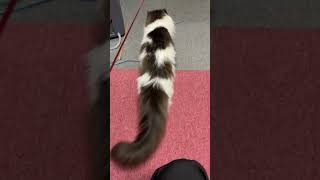 鈴を追う猫【ノル猫ミロシー】 #shorts