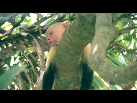 Jungle Boat Tours, Palo Verde