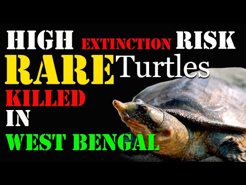 HIGH extinction RISK RARE TURTLE KILLED IN Cooh Behar WESTBENGAL | Black Softshell Turtle