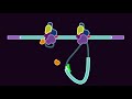 Modifying RNA Splicing With Morpholino Oligos