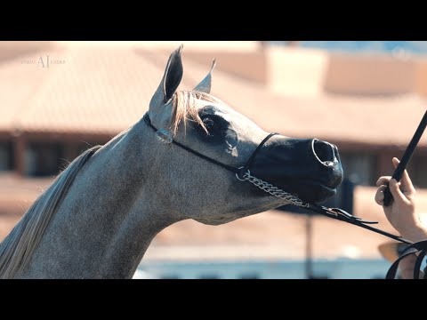 🔸 ALJASSIMYA FARM 🔸 Female Classes, ARABIAN BREEDERS WORLD CUP 2022