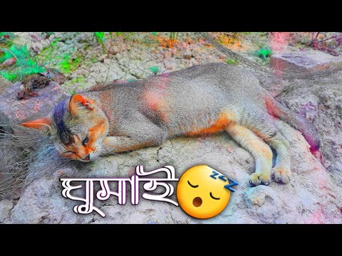 ঘুমাই 😴🤭 (mdabdulazimofficial)