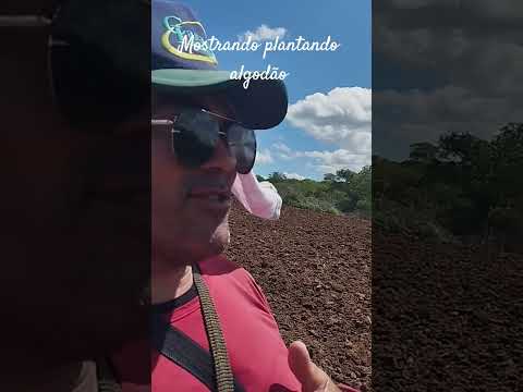 hashtag agronomia mostrando a plantação do algodão hashtag roça no Ingá na Paraíba