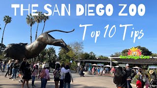 San Diego Zoo Top 10 Tips