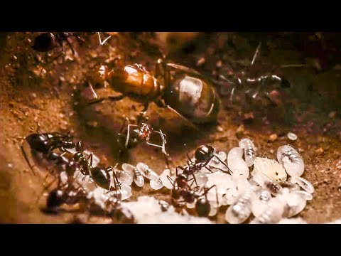 The Amazing World of Ants