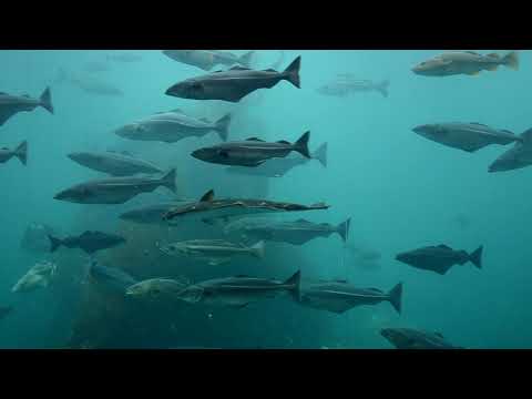 Atlantic Sea Park Ålesund Norway