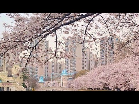 𝑖𝑛𝑐𝑒 𝑠𝑒𝑠♫︎