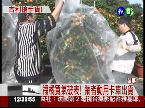 過年大"橘"大利! 福橘成搶手貨!