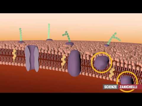 La membrana plasmatica (tratto da Saraceni, Strumia)