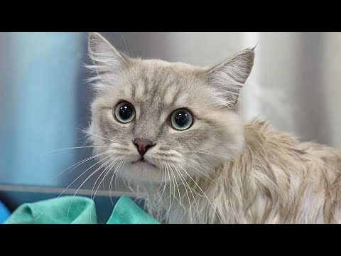 Grooming This Ragdoll Kitten Was a Full-Blown Comedy Special