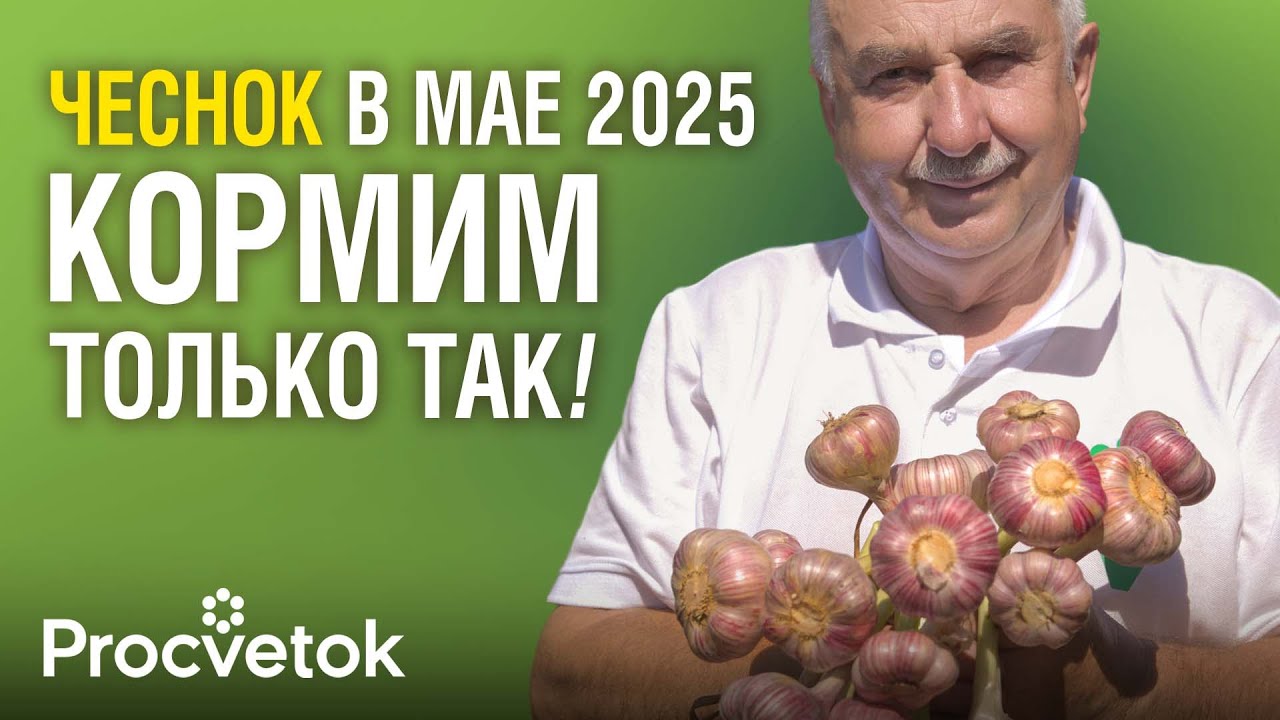 ИЗ-ЗА ЭТОЙ КОВАРНОЙ ОШИБКИ чеснок и лук желтеют и болеют! Им нужен совсем другой уход холодной весной