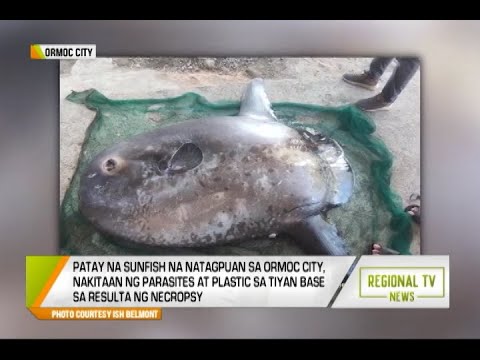 Regional TV News: Patay na Sunfish, Nakitaan ng Parasites at Plastic sa Tiyan