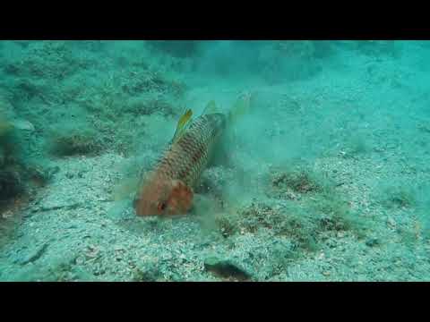 ムッス・スルムレトゥス