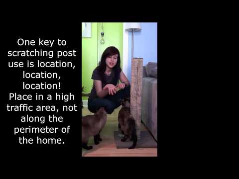 Stop Unwanted Scratching With Proper Use of a Cat Scratching Post - Ingrid Johnson of Paw Project