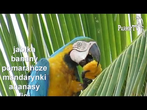 , title : 'Żywienie papug - cz. 1 - Nie tylko ziarna'