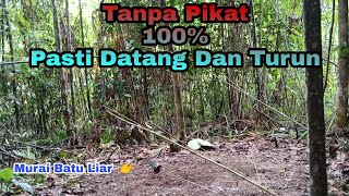 Download lagu TRICKS TO ATTRACT FOREST MURAI BATU USING GRASSCUSTOMER BAIT AND MP3 mp3