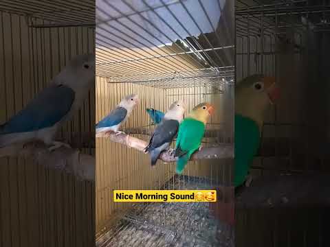 Morning Lovebird Sound