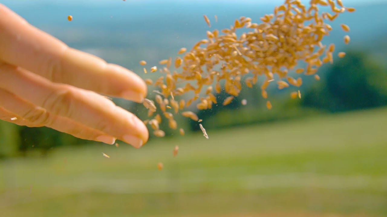 Слушайте: вот, вышел сеятель сеять (Евангелие от Марка 4).