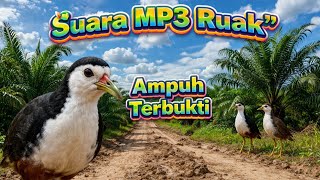 Download lagu Suara ruak mp3 terbukti ampuh suara pikat ruak terbaru #mikat #downloadmp3 #burung #ruak2  mp3