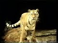 Who You Looking At Tiger Classic 1973 Sesame Street Songs Northern Calloway Tiger Looking Song