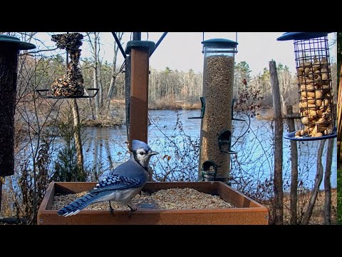 Blue Jays Rush To Pluck Peanuts At The Cornell Lab FeederWatch Cam | Nov. 19, 2025