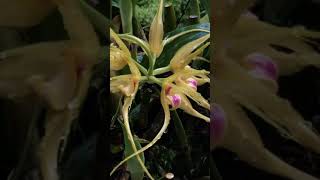 The beauty of Wild Orchid.  #Shorts