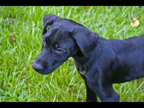 Ajax #3, an adopted Black Labrador Retriever Mix in Killingworth, CT_image-1