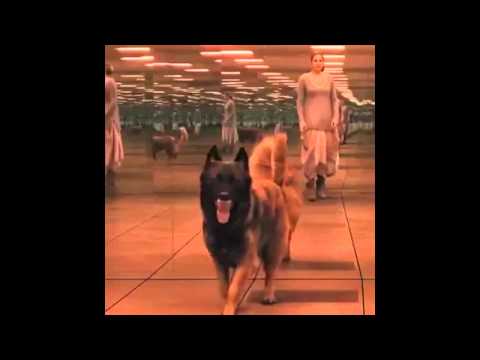 Divergent Official Trailer #2 Instagram Sneak Peak 2014   Shailene Woodley HD 720p