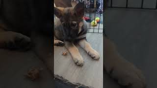 Video preview image #1 German Shepherd Dog-pomeranian spitz Mix Puppy For Sale in Princeton, MN, USA